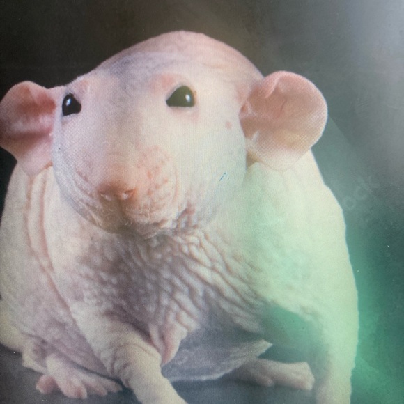 Meet your Posher, Mckenna - Picture 1 of 1